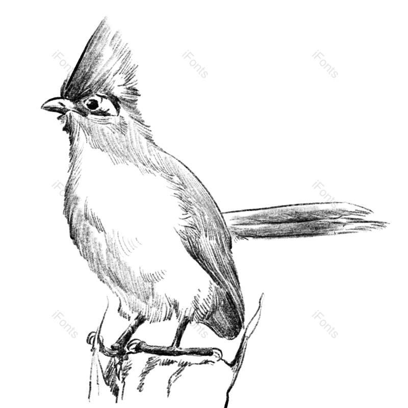 元素图片,插画元素,小鸟PNG,动物免抠素材